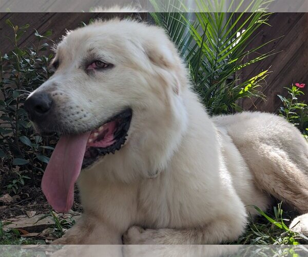 Medium Photo #17 Great Pyrenees Puppy For Sale in Spring, TX, USA