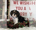 Small #1 Cavalier King Charles Spaniel