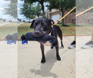 Roux B - Female American Pit Bull Terrier-Unknown Mix Dog for Adoption - Photo #31