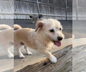 Daisey - Female Dachshund-Unknown Mix Dog for Adoption - Photo #2