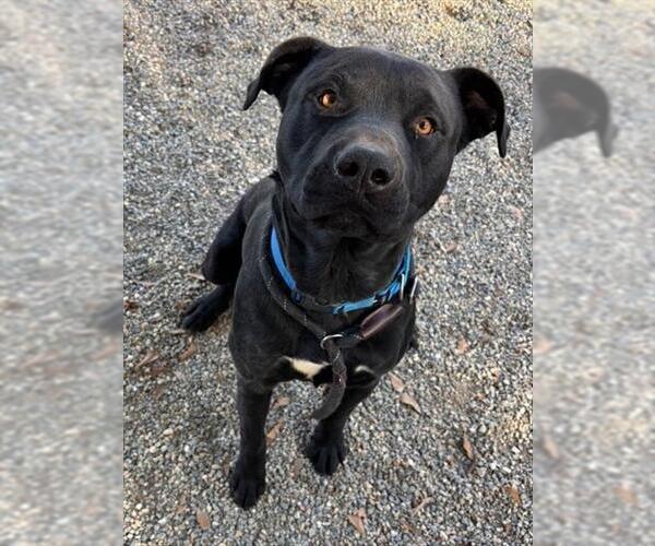 Medium Photo #1 Labrador Retriever-Unknown Mix Puppy For Sale in Palmetto, FL, USA