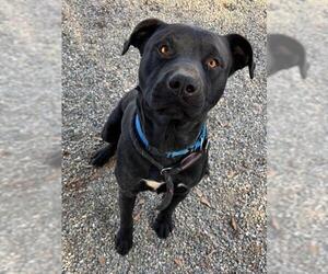 Labrador Retriever-Unknown Mix Dogs for adoption in Palmetto, FL, USA