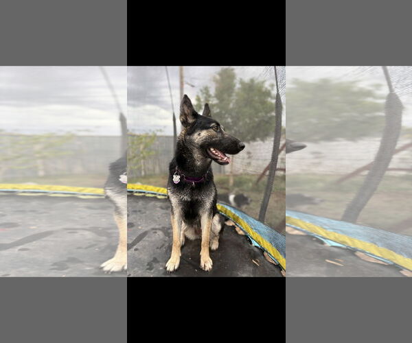 Medium Photo #1 German Shepherd Dog-Unknown Mix Puppy For Sale in Chandler, AZ, USA
