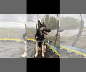 German Shepherd Dog-Unknown Mix Dogs for adoption in Chandler, AZ, USA