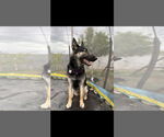 Small German Shepherd Dog Mix