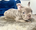 Small Photo #14 French Bulldog Puppy For Sale in CHATTANOOGA, TN, USA
