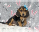 Small Photo #9 Beagle Puppy For Sale in LAKELAND, FL, USA