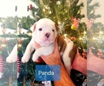 Small Photo #3 Bulldog Puppy For Sale in GRIFFIN, GA, USA
