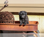 Puppy Whimsy Pom-A-Poo
