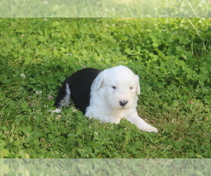 Sheepadoodle Puppy for sale in TAFT, TN, USA
