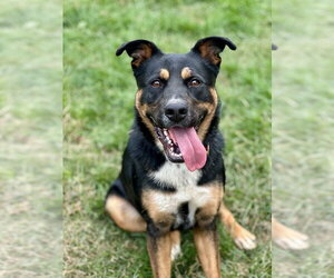 Cleo - Female American Staffordshire Terrier-Unknown Mix Dog for Adoption - Photo #17