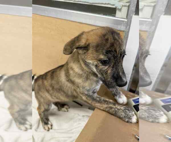 Medium Photo #2 Collie-German Shepherd Dog Mix Puppy For Sale in Mechanicsburg, PA, USA