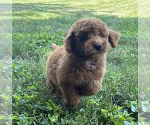 Goldendoodle (Miniature) Puppy for sale in FRANKLIN, IN, USA