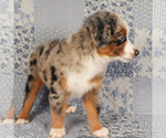 Small #5 Miniature Australian Shepherd