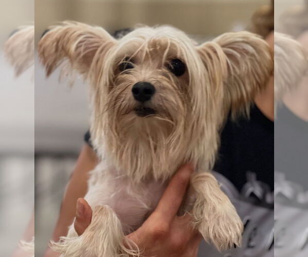 Medium Photo #5 Papillon-Unknown Mix Puppy For Sale in Dana Point, CA, USA