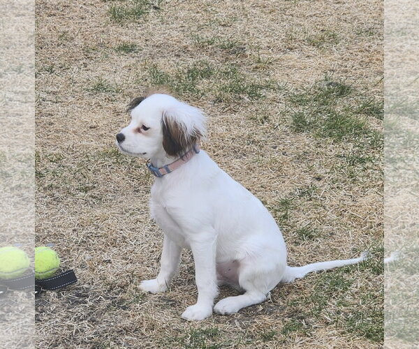 Medium Photo #3 Cavalier King Charles Spaniel-Unknown Mix Puppy For Sale in Fargo, ND, USA