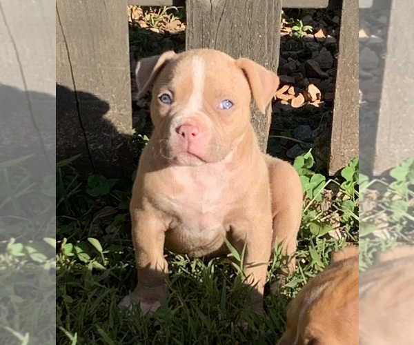 Medium Photo #1 American Bulldog Puppy For Sale in BOWLING GREEN, KY, USA
