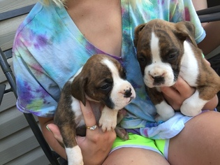 Boxer Puppy for sale in TAZEWELL, VA, USA
