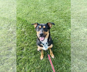 Mutt Dogs for adoption in Winter, WI, USA