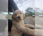 Orange - Female Golden Retriever Puppy for Sale - Small photo