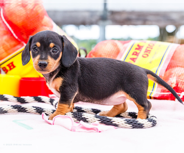 Medium Photo #2 Dachshund Puppy For Sale in WAKARUSA, IN, USA
