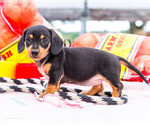 Small #1 Dachshund