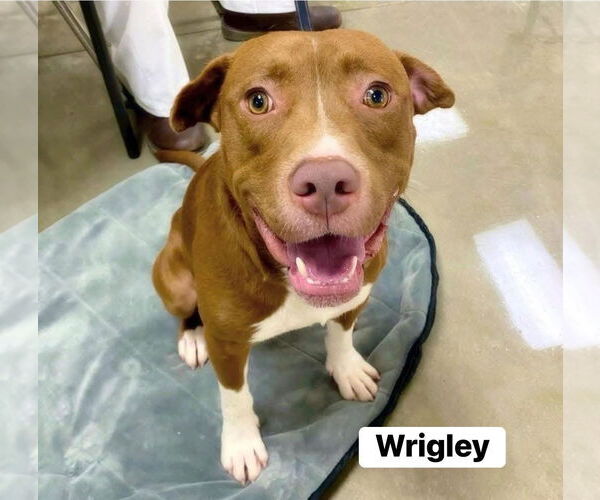 Medium Photo #1 Labrador Retriever-Unknown Mix Puppy For Sale in Alexander, AR, USA