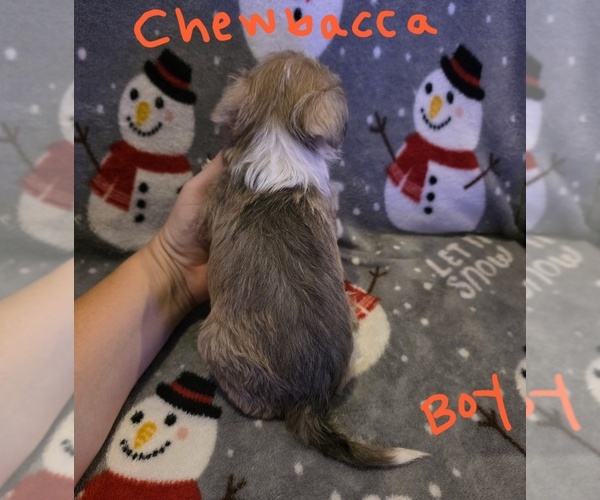 Medium Photo #6 Chizer Puppy For Sale in MONTEZUMA, GA, USA
