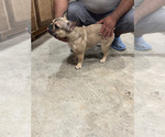 Small #3 French Bulldog