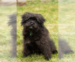 Small Photo #1 Pomeranian-Poodle (Toy) Mix Puppy For Sale in NAPPANEE, IN, USA