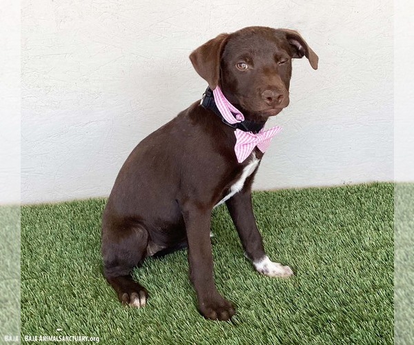 Medium Photo #3 Chocolate Labrador retriever-Weimaraner Mix Puppy For Sale in San Diego, CA, USA