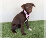 Small #2 Chocolate Labrador retriever-Weimaraner Mix