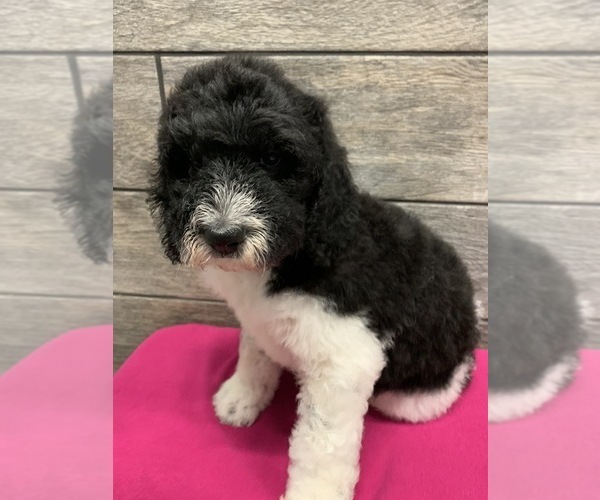 Medium Photo #24 Poodle (Standard) Puppy For Sale in RICHMOND, IL, USA