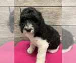 Small Photo #24 Poodle (Standard) Puppy For Sale in RICHMOND, IL, USA
