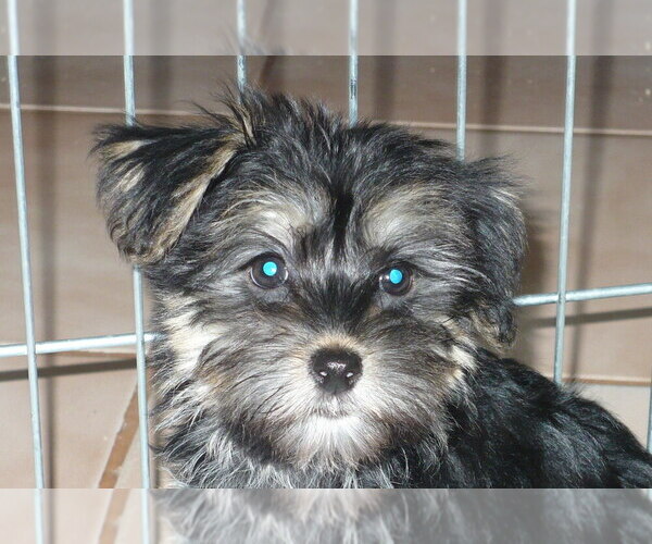 Medium Photo #3 Havashire Puppy For Sale in ORO VALLEY, AZ, USA