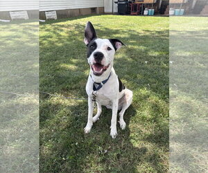 Radar - Ready for Fun! - Male Bullypit Dog for Adoption - Photo #24