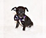 Puppy Sullivan Chihuahua