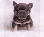 Small #2 French Bulldog