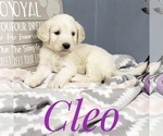 Small Photo #19 Goldendoodle Puppy For Sale in CEDAR GAP, MO, USA