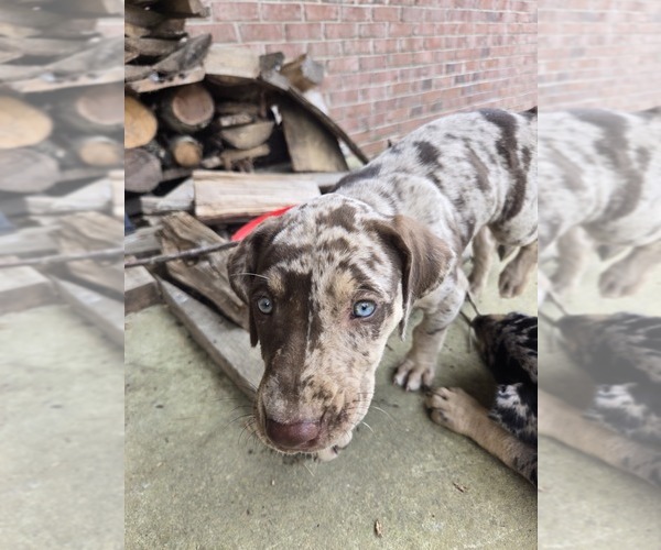 Medium Photo #1 Catahoula Leopard Dog Puppy For Sale in WATERLOO, AL, USA
