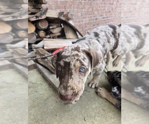 Catahoula Leopard Dog Puppy for sale in WATERLOO, AL, USA