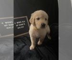 Small Photo #7 Golden Retriever Puppy For Sale in WINTER PARK, FL, USA