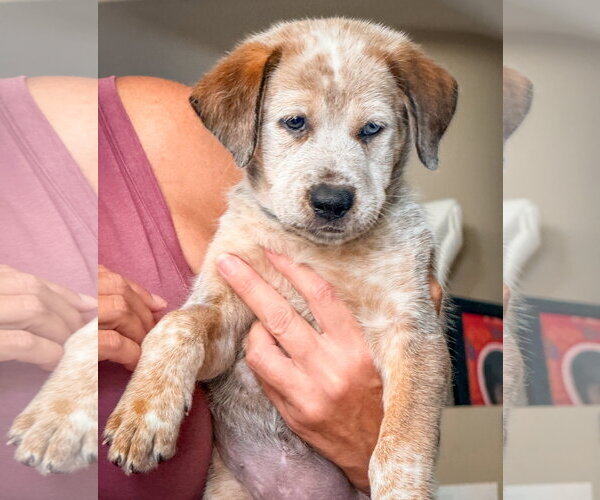 Medium Photo #2 Mutt Puppy For Sale in San Diego, CA, USA