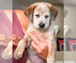 Small #1 Mutt
