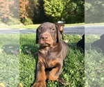Small #1 Doberman Pinscher