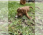 Puppy Teddy Goldendoodle