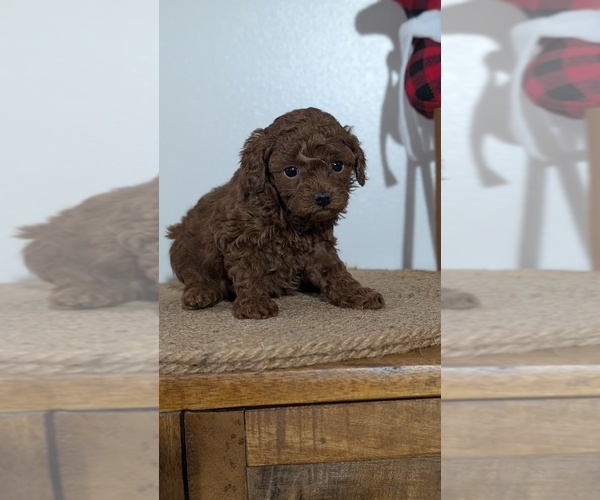 Medium Photo #60 Poodle (Miniature) Puppy For Sale in GOSHEN, IN, USA