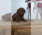 Small Photo #60 Poodle (Miniature) Puppy For Sale in GOSHEN, IN, USA