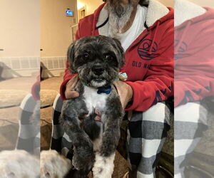 Shih-Poo Dogs for adoption in Dana Point, CA, USA