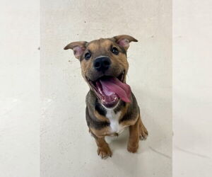 Mutt Dogs for adoption in Webster, WI, USA